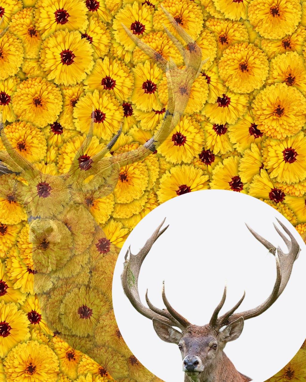 Len 1 z 10 ľudí nájde jeleňa na obrázku za 7 sekúnd: veľmi zložitý optický klam